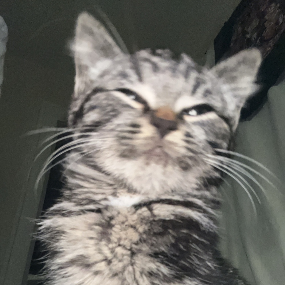 Meet your Posher, Flufoo